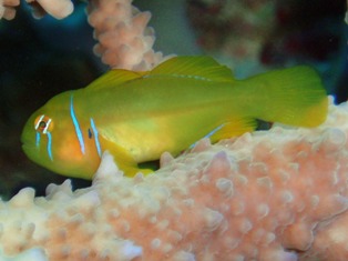 Gobiodon Citrinus